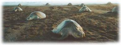 Ostional Costa rica marine turtle arribada